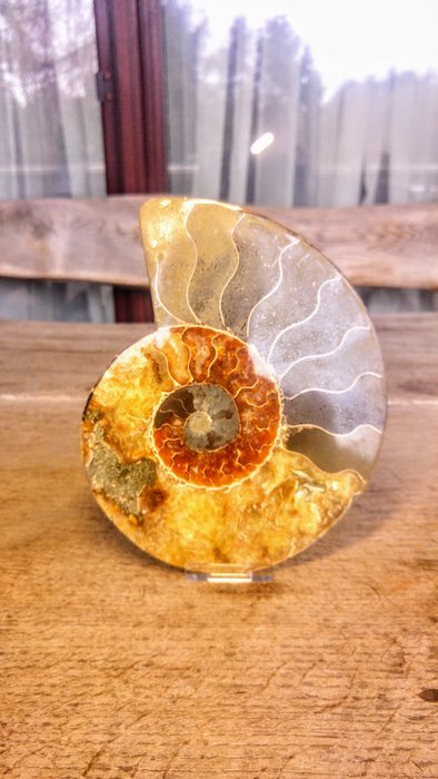 大型菊石化石 - 骨骼化石 - Cleoniceras - rare  Amber colour - 18 cm - 15 cm  (没有保留价)
