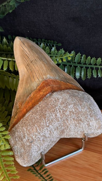 巨齿鲨 Carcharodon, - 牙齿化石 - Megalodon - 14.3 cm - 10.5 cm  (没有保留价)