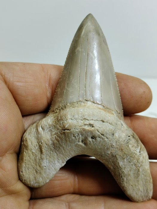 Ogromny ząb przodka Megalodona - Skamieniały ząb - Otodus sokolowi - 9 cm