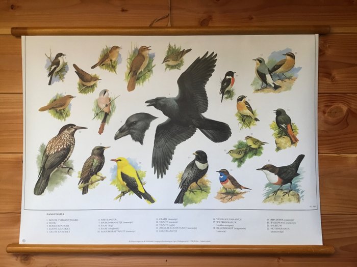 H.J Slijper - Schoolplaat poster zangvogels - 1980er Jahre