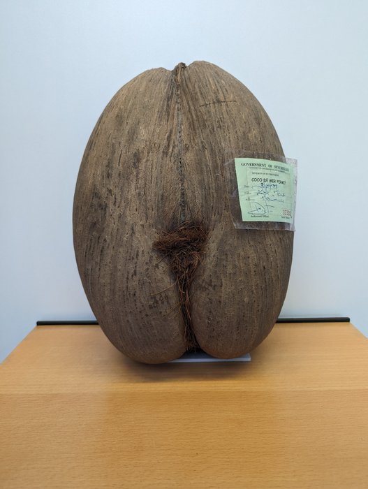 Coco de Mer or Sea Coconut 动物标本剥制全身支架 - Lodoicea Maldivica - 38 cm - 30 cm - 38 cm - 《濒危物种贸易公约》附录三 - 欧盟附件C - 1