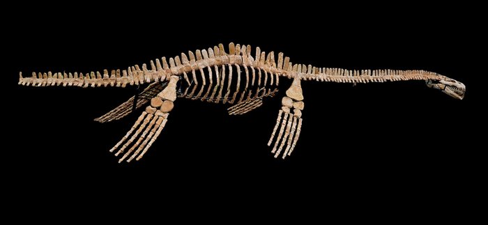 蛇颈龙 - 骨骼化石 - PLESIOSAURO - 440 cm - 70 cm