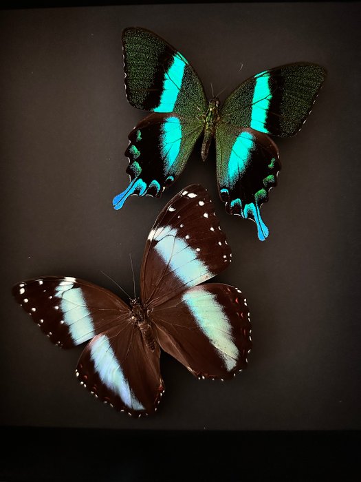 Mariposa Preparación taxidérmica de cuerpo completo - Morpho Achilles et Papilio Blumei - 25 cm - 25 cm - 6 cm - Especie no CITES - 1
