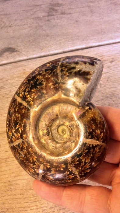Großer fossiler Ammonit - Fossiles Skelett - Cleoniceras - rare  Amber colour - 11 cm - 9 cm  (Ohne Mindestpreis)