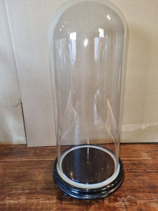 Globe - 1901-1920 - Antique bell jar on original wooden base, height without base 44.5 cm, diameter 18 cm