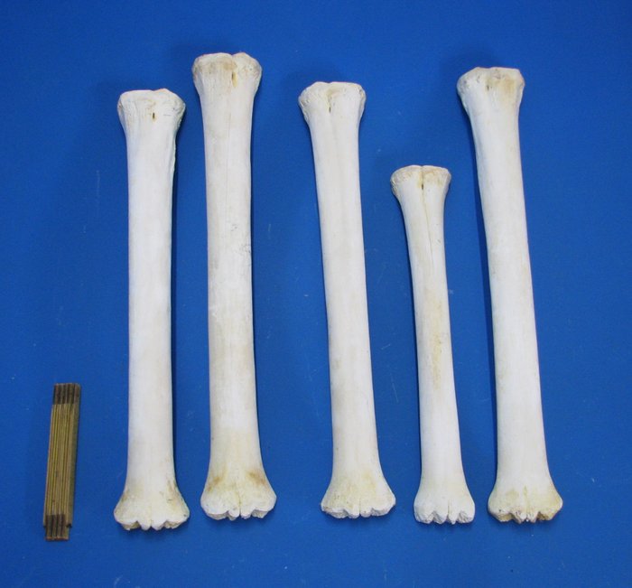 Kirahvi Luu - Giraffa camelopardalis (with proof of legal origin) - 67 mm - 0 mm - 52 mm- CITES Appendix II - EU:n Annex B -  (5)
