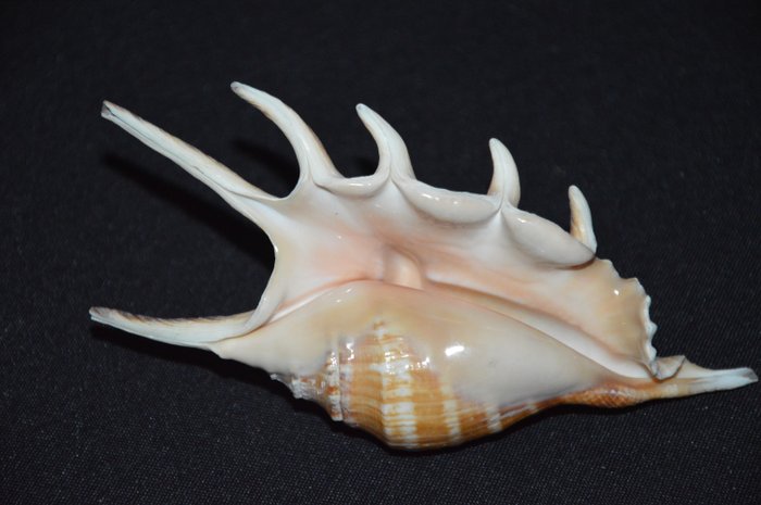 海螺 貝殼 - M-353 LAMBIS LAMBIS  (沒有保留價)