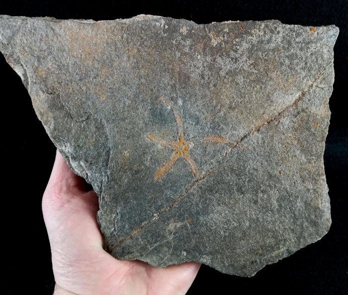 Primitiv sjøstjerne fra Ophiuroidea-gruppen - Fossile dyr - Protaster jahni (Jaekel, 1903) - 22.5 cm - 15 cm  (Ingen reservasjonspris)