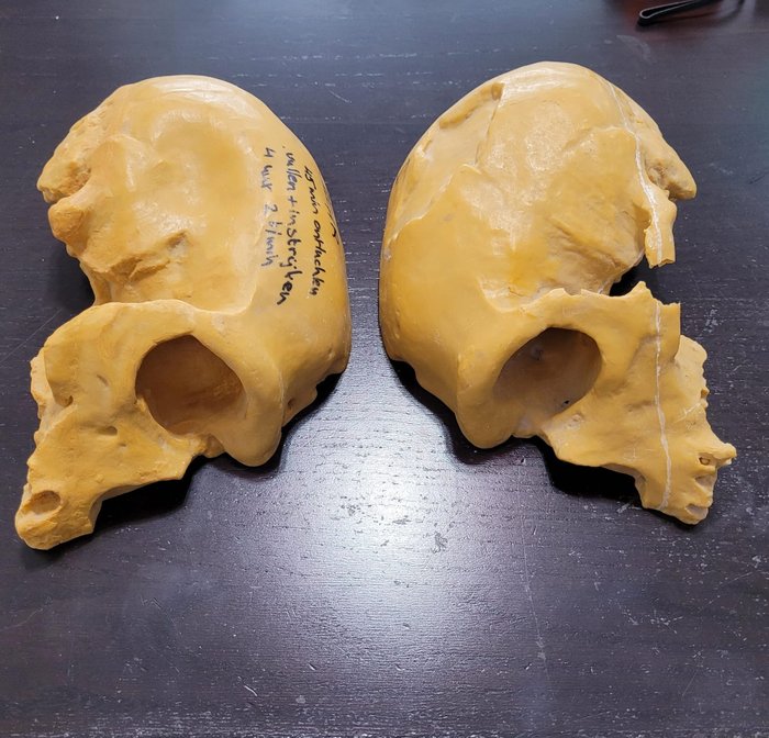 尼安德特人 頭骨 - Homo Neanderthal museum replica divided in two parts - 16 cm - 7 cm - 23 cm -  (2)