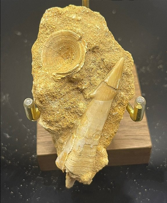 Απολιθωμένοι σπόνδυλοι ουράς από γιγάντιο τσιμπούρι - Απολιθωμένο ζώο - Dasyatis akajei - 70.9 mm - 40 mm