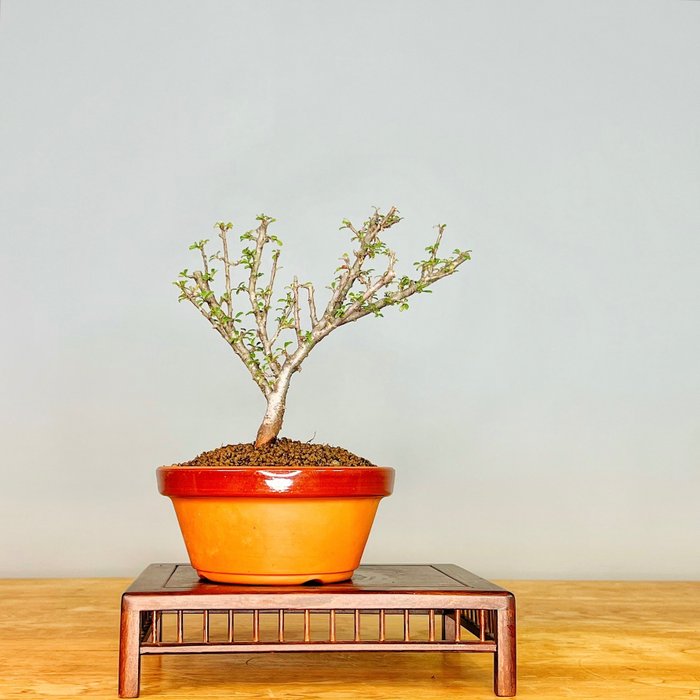 Dwergmispel bonsai - Hoogte (boom): 18 cm - Diepte (boom): 15 cm - Portugal