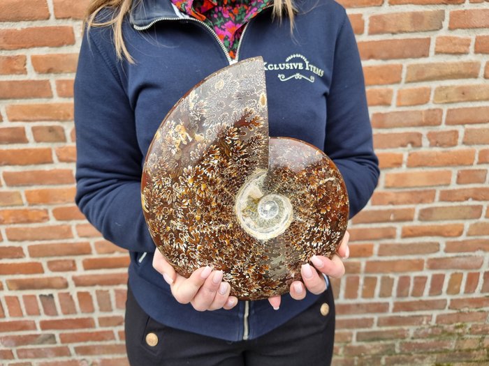 Ammonite XL avec support poli - Hauteur : 24.5 cm - Largeur : 20.5 cm- 3050 g
