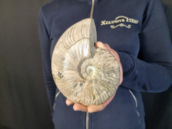 Sjælden opal ammonit med stativ Ammonit - Højde: 14 cm - Bredde: 11 cm- 628 g