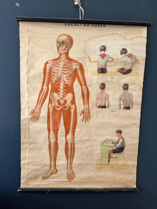 n/a - Human Skeleton Poster - Jaren 1960