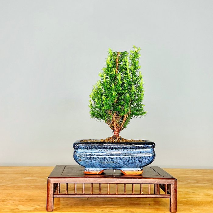 Hinoki cypres bonsai (Chamaecyparis obtusa) - Højde (Træ): 16 cm - Dybde (Træ): 13 cm - Portugal