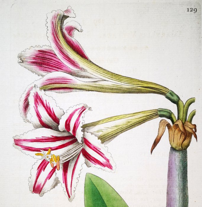 S. Edwards - Original Engravings with Superb Antique Watercolouring on Botany [Set of 6] - 1789-1790