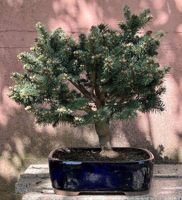 Bonsai de abeto - Altura (árvore): 47 cm - Profundidade (árvore): 45 cm - Japão