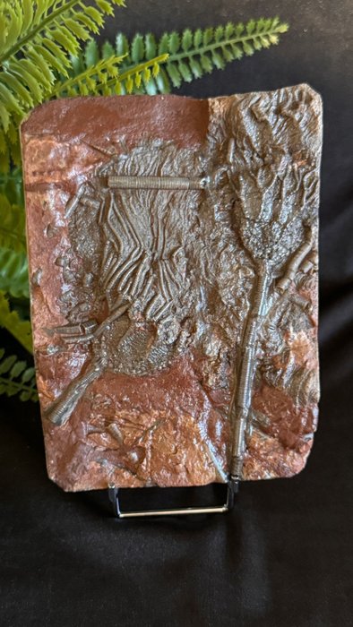Sjöliljor - Fossil matris - Crinoid - 16 cm - 11.7 cm  (Utan reservationspris)