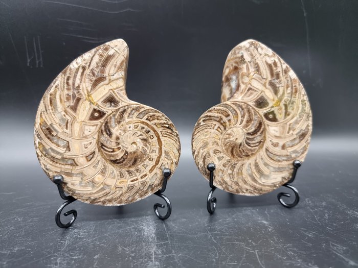 Nautilus sp. Ammonite sciée + Supports - Q+ - Hauteur : 11 cm - Largeur : 9 cm- 700 g