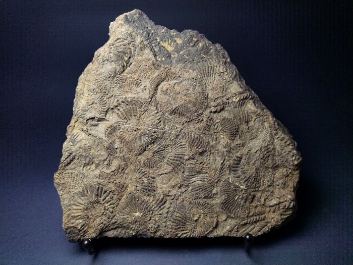 Spektakularne płyty amonitu - Skamieniałe zwierzę - Trachyceras aon - 22 cm - 20 cm