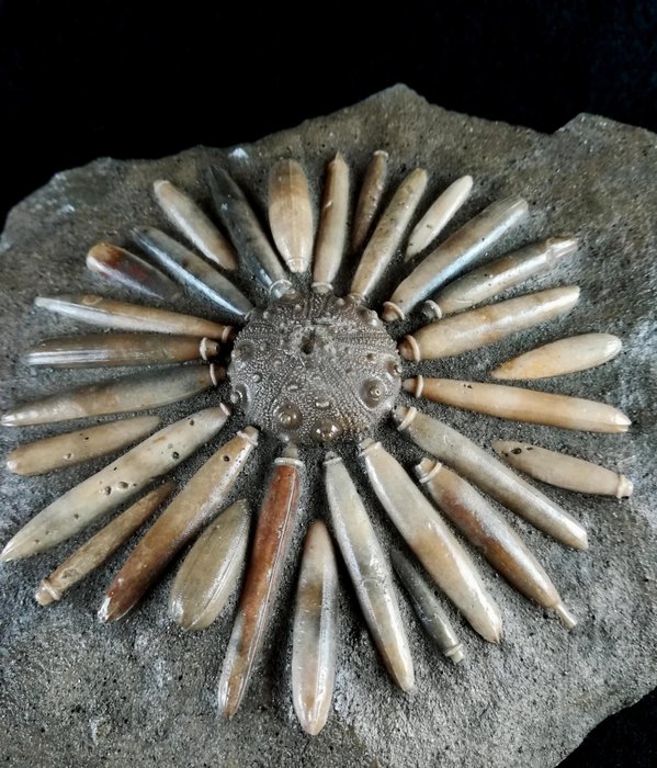 海膽 - 動物化石 - Gymnocidaris koechlini - 19 cm - 12 cm