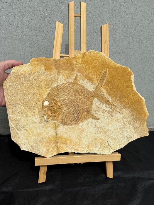 Näyttävä aurinkokala - Fossiilinen matriisi - Gyrodus sp. - 38 cm - 26 cm