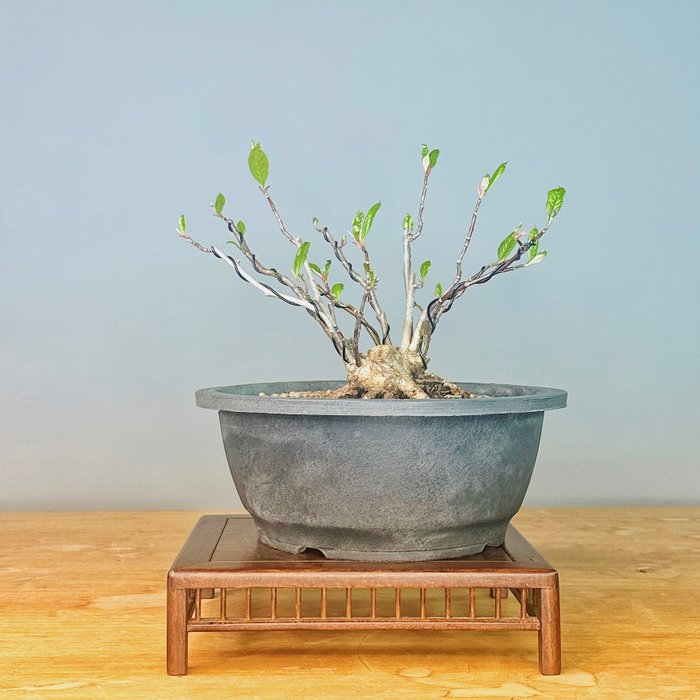 Magnolia stellata bonsai - Height (Tree): 25 cm - Depth (Tree): 22 cm - Portugal