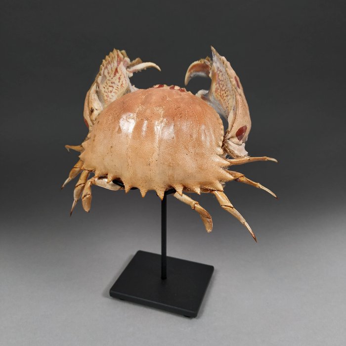 Vakker finmontert krabbe på tilpasset base Skjold - Calappa sp. - 16 cm - 13 cm - 6 cm