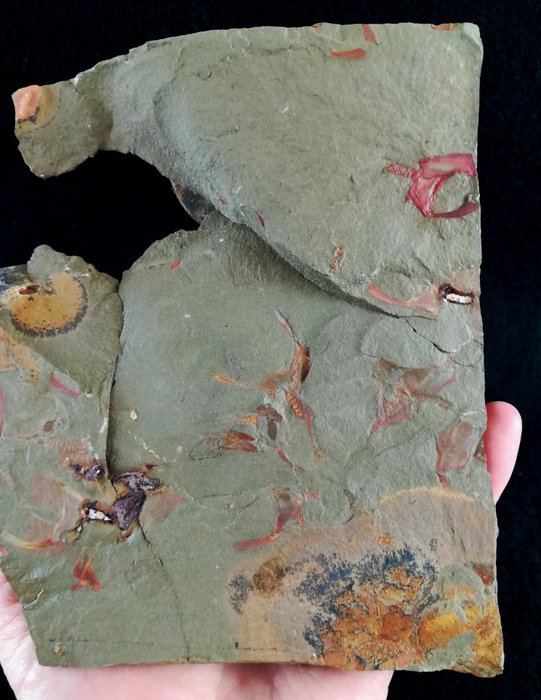 Échinoderme primitif - Stylophora !!! - Animal fossilisé - Cothurnocystis elizae (Bather, 1913) - 13 cm - 10 cm