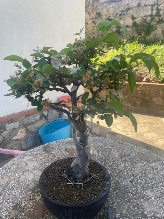 Crabapple bonsai (Malus sargentii) - Magasság (fa): 58 cm - Mélység (fa): 25 cm - Kína