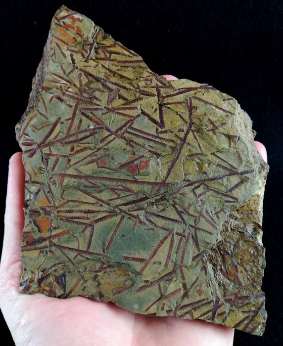 Graptoliitit poikkeuksellisen säilyneet - Kivettynyt eläin - Holograptus tardibrachiatus (Bouček, 1973) - 13 cm - 11.5 cm