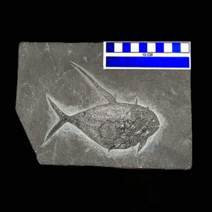 Scheletro fossile - Dorypterus hoffmanni - 21 cm - 15 cm