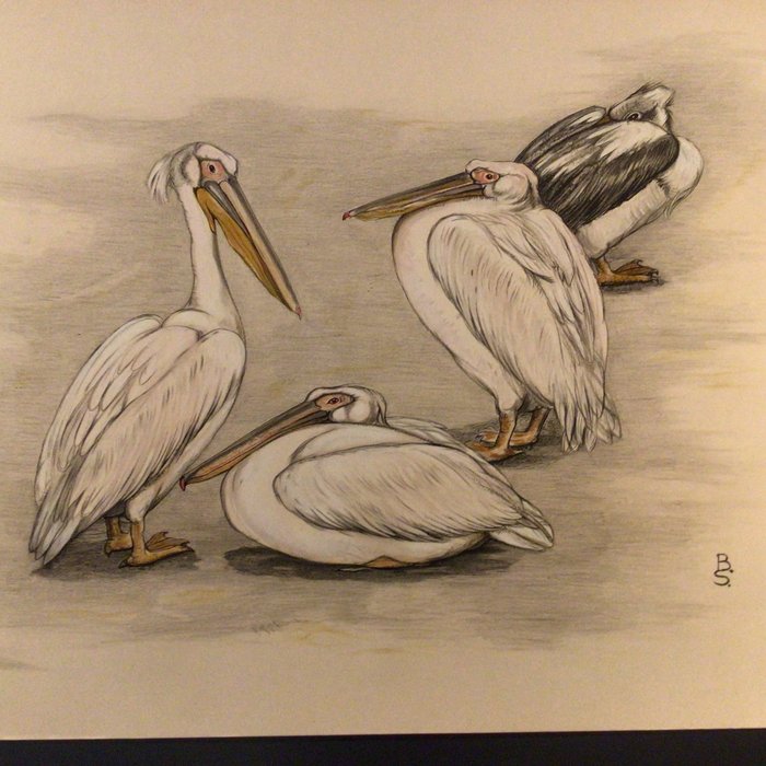 BS - Large lithograph with pelicans