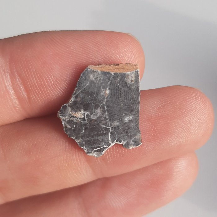 月球隕石。比查006。 來自月球的岩石。切片放入收藏盒中 - 0.93 g