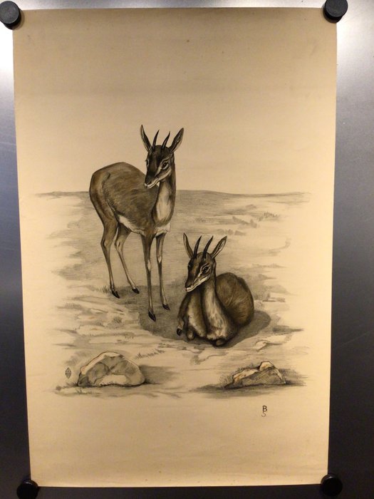 BS - Large lithograph with deer