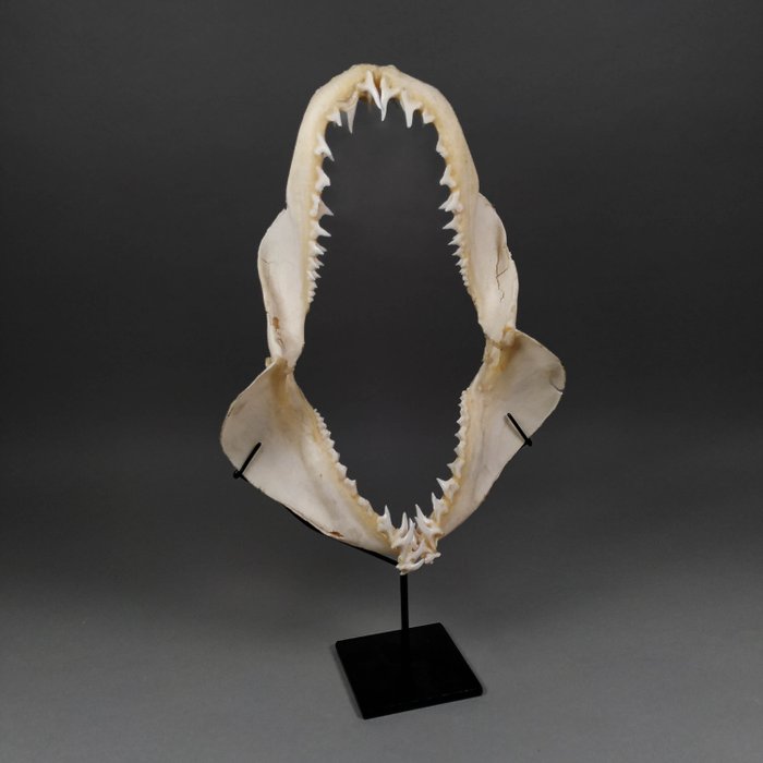 Stupenda mascella di squalo Mako Set di mandibole - Isurus sp. (with Import Ref.) - 23 cm - 9 cm - 32 cm- CITES Appendica II - Allegato B nell'UE