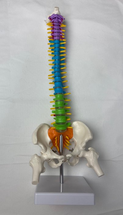 Unterrichtsmittel - Hip and Spine - Verbundwerkstoff - 1990-2000