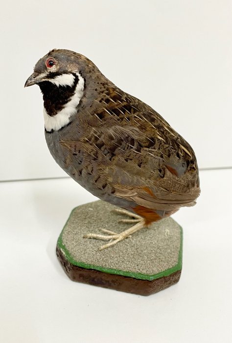 Chinese kwartel - Taxidermie volledige montage - Synoicus chinensis - 10 cm - 9 cm - 7 cm - Geen-CITES-soort - 1