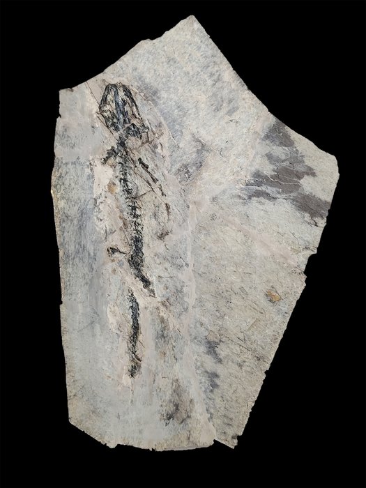 Reptile - Animal fossilisé - Salamander-Complete and clear - 28 cm - 16 cm
