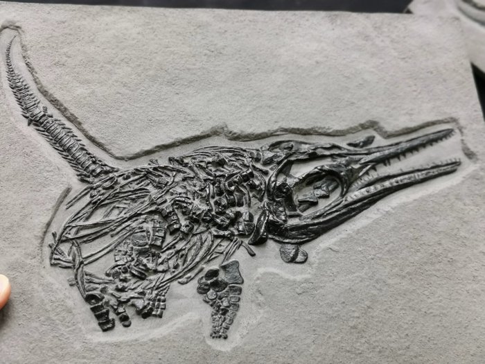 令人惊叹的沧龙化石复制品 - 动物化石 - Scientific and educational specimens - 29 cm - 25 cm