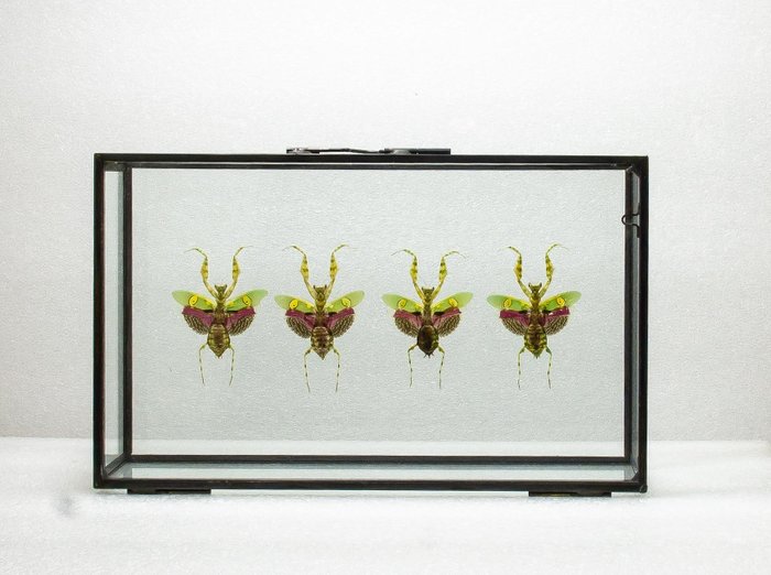 螳螂 动物标本剥制全身支架 - Creoboter gemmatus - 12 cm - 20 cm - 6 cm