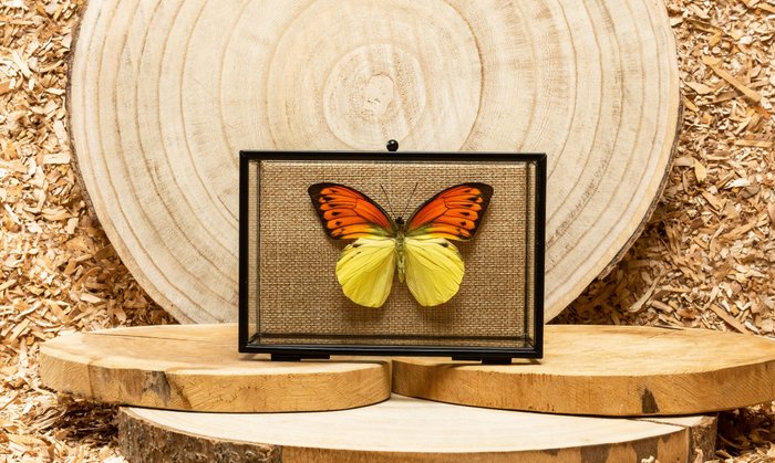 Schmetterling Taxidermie-Ganzkörpermontage - Hebomoia leucippe - 10 cm - 15 cm - 6 cm