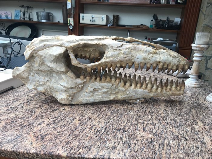 Marine krybdyr - Fossilt kranium - Mosasaurus sp. - 82 cm - 32 cm