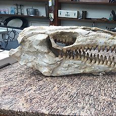 Dinosaurus – Fossiel skelet – mosasaurus – 32 cm – 25 cm