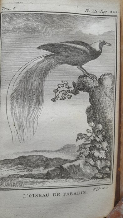 Buffon - Histoire naturelle des oiseaux, vol. 5 de 1775, avec 4 vol. de 1854 sur l'histoire des oiseaux - 1775-1854