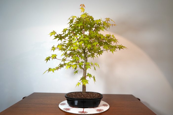 Japanese maple bonsai (Acer palmatum) - Height (Tree): 55 cm - Depth (Tree): 50 cm - Japan