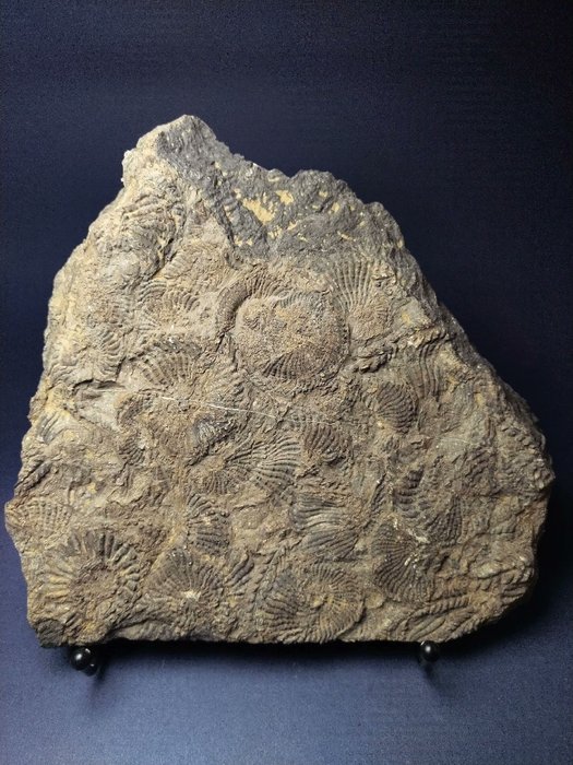 Spektakuläre Ammonitenplatten - Tierfossil - Trachyceras aon - 22 cm - 20 cm