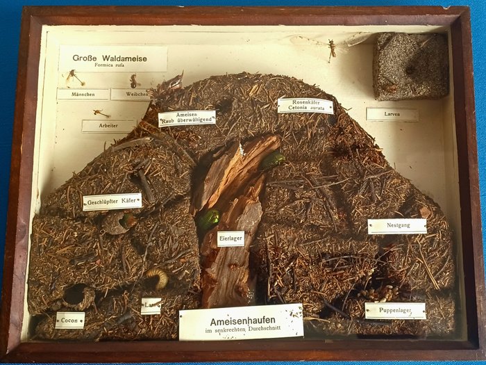 Antiker Schaukasten um 1900: Die Wald-Ameise (Forica rufa) und der Rosenkäfer (Cetonia auratia) - Tierfossil - Forica Rufa  - 23 cm - 29.8 cm