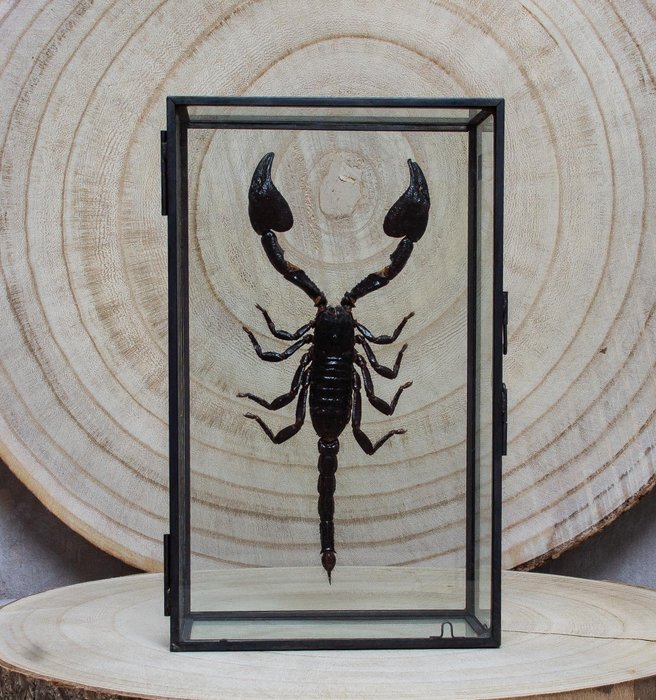 skorpion Taxidermi - helmontering - Scorpion heterometrus - 20 cm - 12 cm - 5 cm