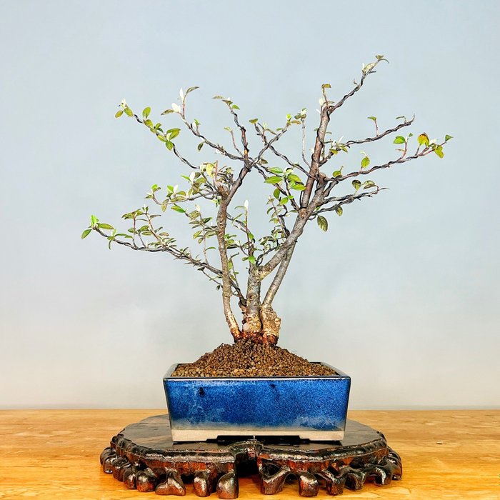 Dwergmispel bonsai - Hoogte (boom): 35 cm - Diepte (boom): 30 cm - Portugal